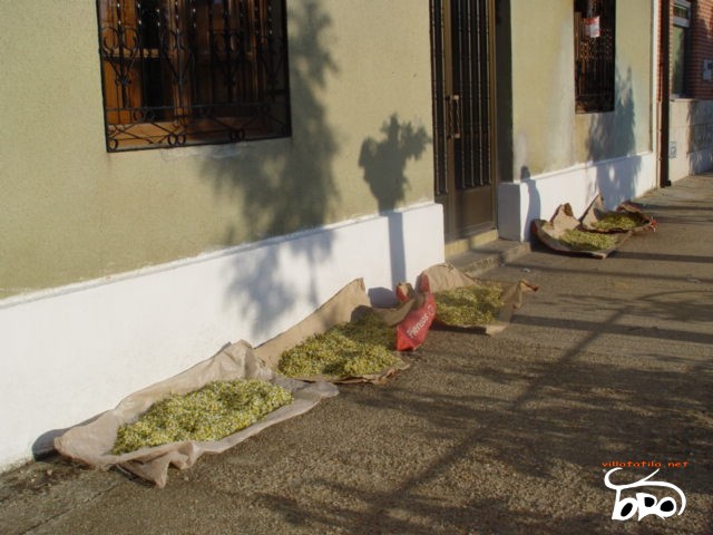 Dried in the sun in manzanilla sacks